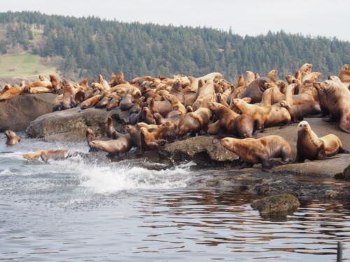 Crowd of Sea Lions